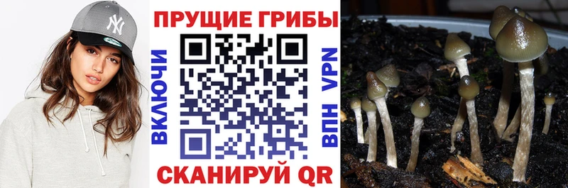 Галлюциногенные грибы GOLDEN TEACHER  Казань 